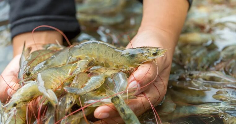 vanammei shrimp in hands of a shrimp farmer